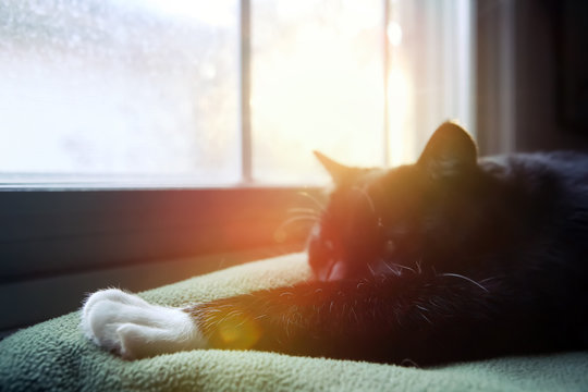 Cat Laying In The Setting Sun In Winter