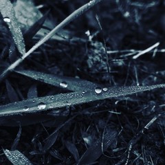 Morning Nature with Dew on the grass