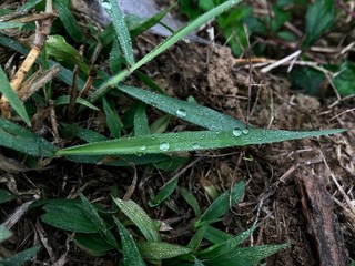Morning Nature with Dew on the grass