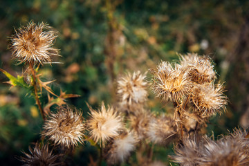 Dry Thistle, close-up. Fluffy prickly plants, selective focus. Autumn natural blurred background. Thorny Thistle bush.