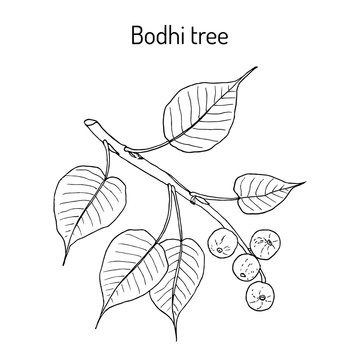 Sacred fig, or bodhi tree Ficus religiosa , medicinal plant