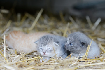 cute newborn kitten lying in the straw on the hay loft - 313535391