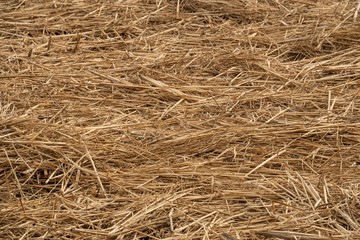 The dry straw that was left in the rice fields
