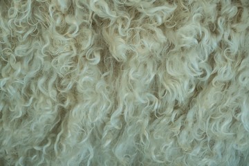 Close-up of fur on a angora goat