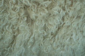 Close-up of fur on a angora goat