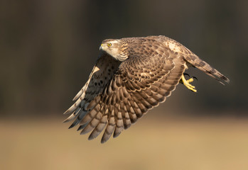 Northern goshwak (Accipiter gentilis) close up
