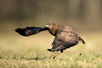 Common buzzard (Buteo buteo) in flight