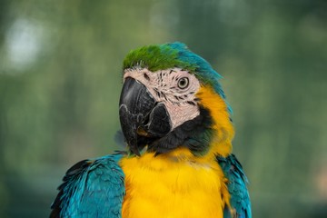 close up headshot portrait of colorful blue and yellow macaw parrot