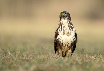 Common buzzard (Buteo buteo) close up
