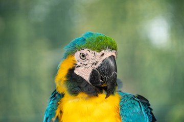 close up headshot portrait of colorful blue and yellow macaw parrot
