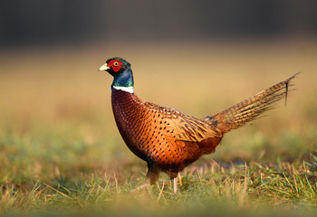 Ringneck Pheasant (Phasianus colchicus)