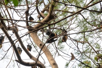 Bats perched on branches in the daytime