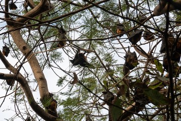Bats perched on branches in the daytime