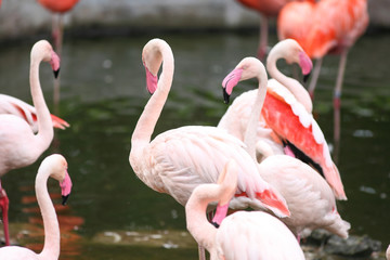 Beautiful pink Chilean flamingo
