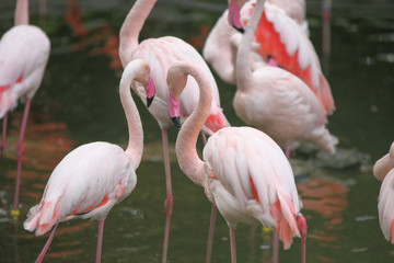 Beautiful pink Chilean flamingo