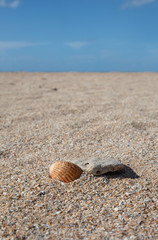 Empty Beach With Shell And Pebble