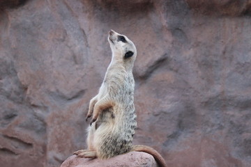 Meerkat looking upwards