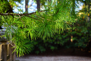 Japanese umbrella pine or Koya-maki tree in Koyasan, Japan. The trees is one of Japan’s five scared trees