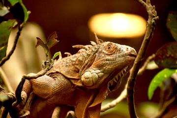 The Lesser Antillean Iguana, species of lizard reptile