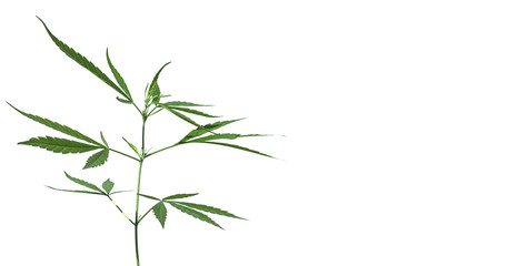 Marijuana growing from the soil White background