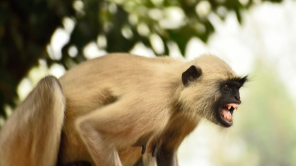 Monkey showing its teeth
