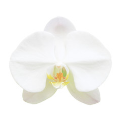 White orchid flower isolated on white background