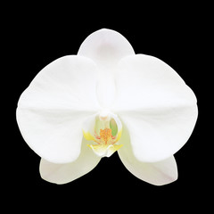 Fototapeta na wymiar White orchid flower isolated on black background