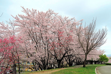 Naklejka premium 満開の桜と並木道 サクラ並木道 満開の桜 並木道 満開のサクラ