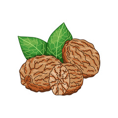 Nutmeg spice vector realistic colored botanical illustration. Product to prepare delicious and healthy food. Isolated on white background.