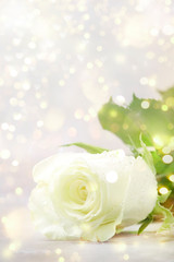 Fototapeta na wymiar White rose with bokeh on light background, festive postcard, copy space, selective focus