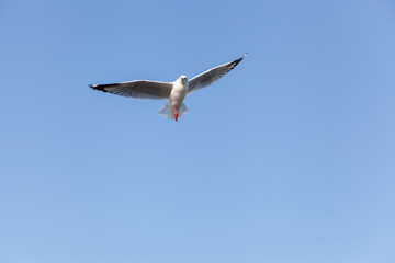 seagull fly in the blue sky