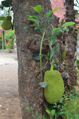 Growing jackfruit on the tree