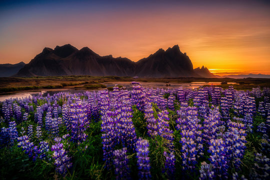 Sunrise At Vestrahorn