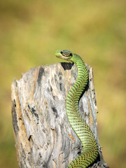 Image of Golden Tree Snake (Chrysopelea ornata) on the stump on a natural background. Reptile. Animal.
