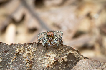 Image of jumping spiders (Salticidae) on a natural background., Insect. Animal.