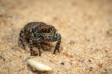 Image of jumping spiders (Salticidae) on a natural background., Insect. Animal.