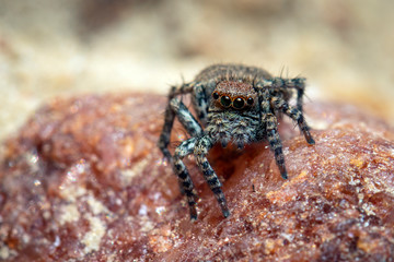 Image of jumping spiders (Salticidae) on a natural background., Insect. Animal.