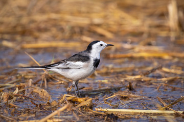Image of white wagtail bird (Motacilla alba) on nature background. Birds. Animal.