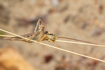 Image of brown long bearded cricket(Ensifera) on a tree branch on a natural background. Insect. Animal.