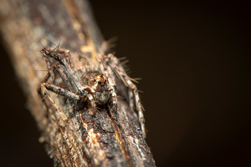 Image of Lynx spiders (Oxyopidae) on a natural background., Insect. Animal.