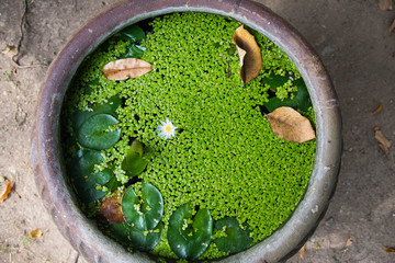 Azolla.