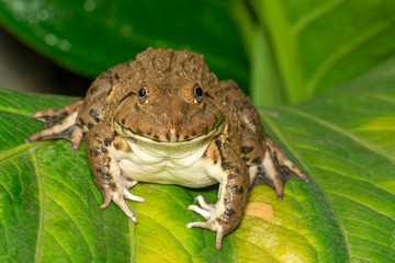 Image of Chinese edible frog, East Asian bullfrog, Taiwanese frog (Hoplobatrachus rugulosus) on the green leaves. Amphibian. Animal.