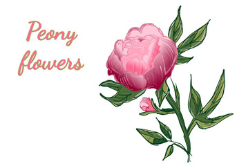 Hand drawn peony flower. Peony flower in flat style on white background