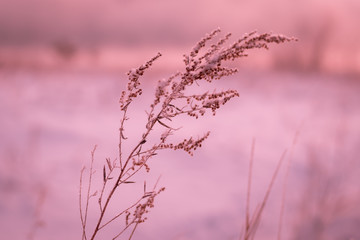Frosty morning in the winter forest. Spikelets and blades of grass in hoarfrost on the background of a snowy field and forest.