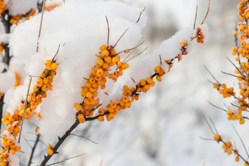 Sea buckthorn branches under the snow on a background of winter forest. Organic berry with great benefits, used in medicine, vegetarianism.