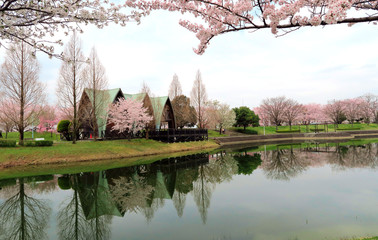 満開の桜の花　満開の桜　サクラの花風景　桜の花