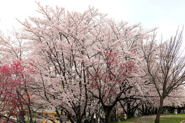 Obraz na płótnie Canvas 満開の桜の花　満開の桜　サクラの花風景　桜の花
