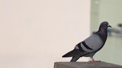 pigeon  standing Stock image