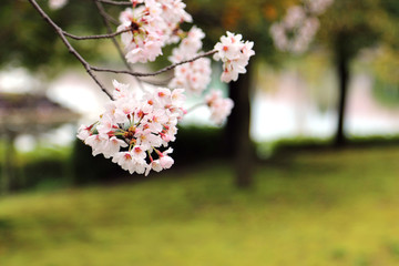 満開の桜の花　満開の桜　サクラの花風景　桜の花