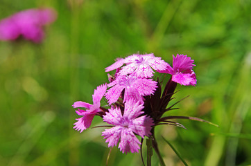 Różowe kwiaty polne © Patdrig Torc
